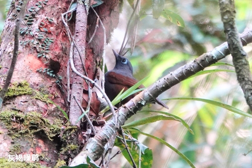 Sunda Laughingthrush