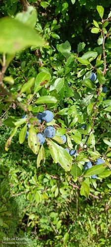 Blackthorn