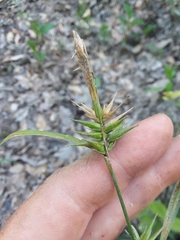 Carex lonchocarpa