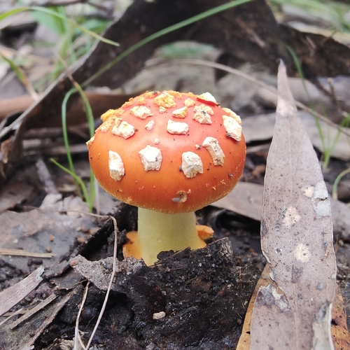 Vermilion Amanita