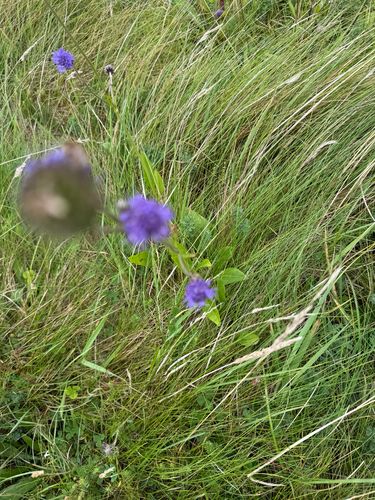 Devil's-bit Scabious