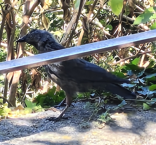 Eurasian Jackdaw