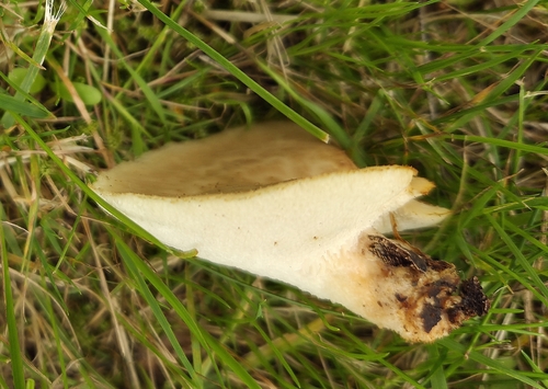 tuberous polypore