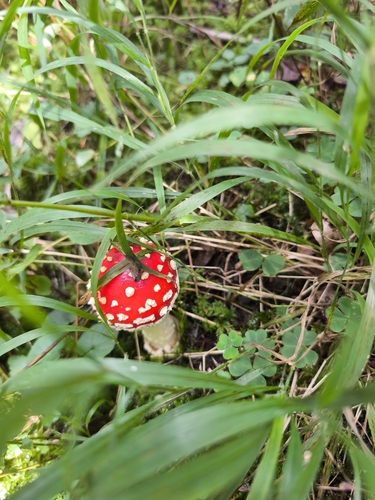 Fly Agaric