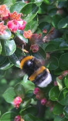 Bombus