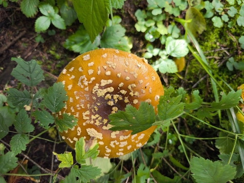 Royal fly agaric