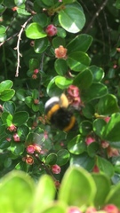 Bombus