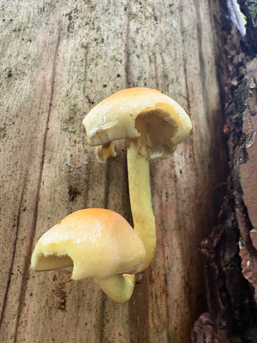 Sulphur Tuft