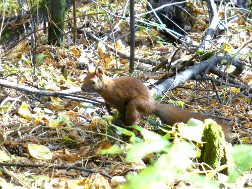 Eurasian Red Squirrel