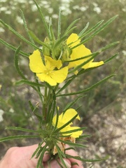 Oenothera serrulata