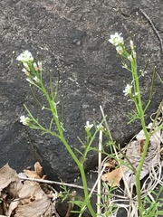 Cardamine