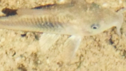 Corydoras aeneus observed 2026-09-05