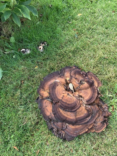 Giant Polypore