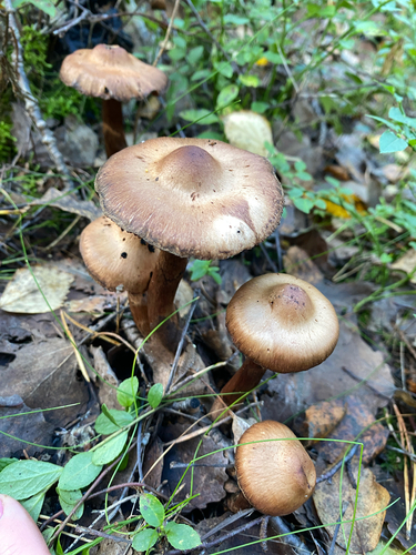 Cortinarius brunneus, 2026-09-02