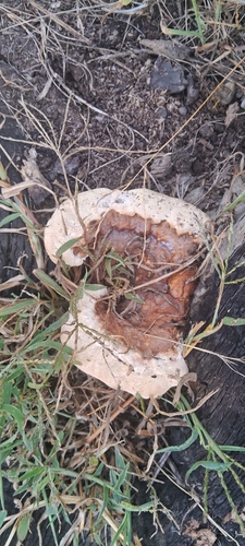 Ganoderma polychromum