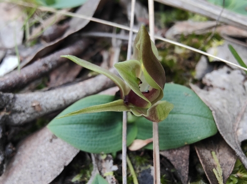 large bird-orchid
