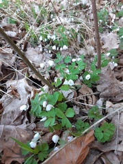 Isopyrum thalictroides