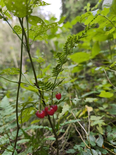 bittersweet nightshade