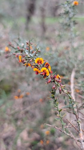 gorse bitter pea