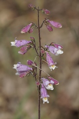 Penstemon australis