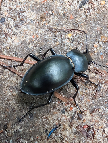smooth ground beetle