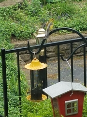 Spinus tristis tristis