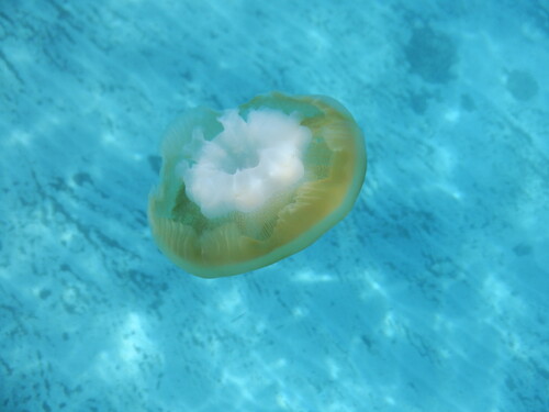 Fried Egg Jelly