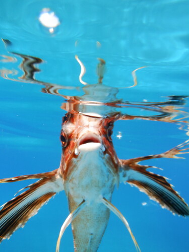 Flying Gurnard