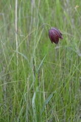 Fritillaria meleagroides