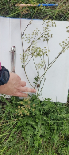 Burnet-saxifrage
