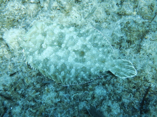 Wide-eyed Flounder