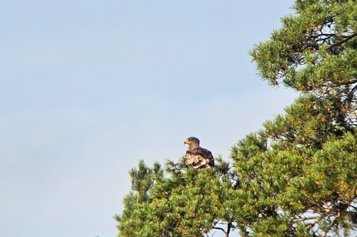 Steppe Eagle