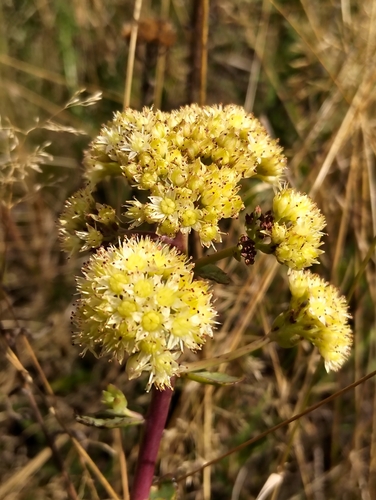 Great Stonecrop