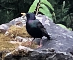 Sturnus vulgaris