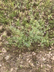 Pediomelum tenuiflorum