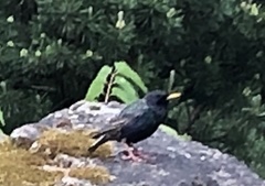 Sturnus vulgaris