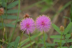 Mimosa hystricina