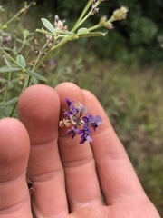 Pediomelum tenuiflorum