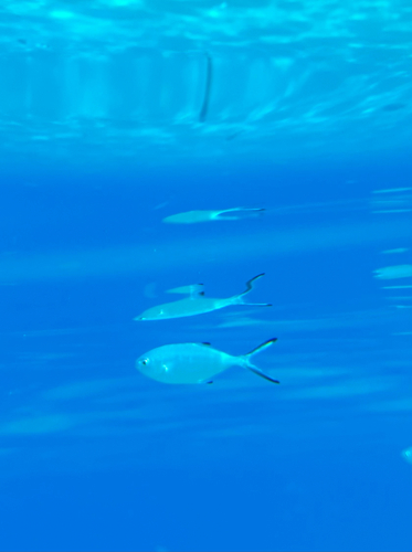 Pompano