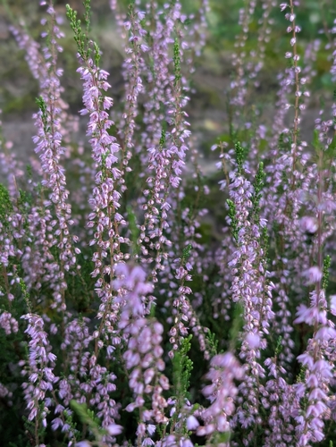 common heather