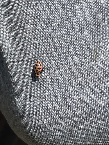 Spotted Pink Lady Beetle
