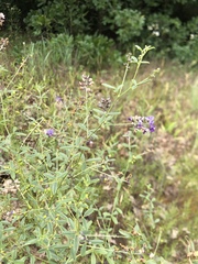 Pediomelum tenuiflorum
