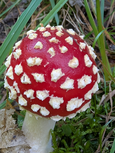 Fly Agaric