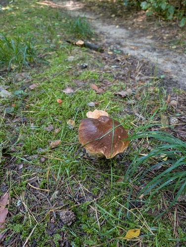 King Bolete