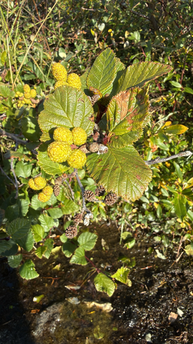 green alder