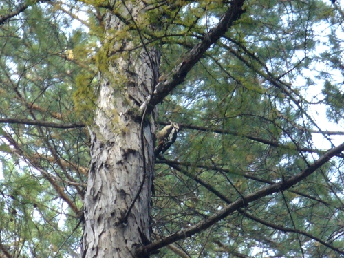 Great Spotted Woodpecker