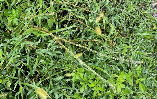 Achyranthes aspera