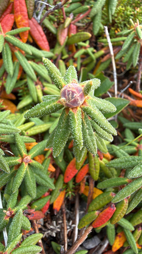 Bog Labrador Tea