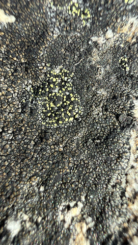 yellow map lichen