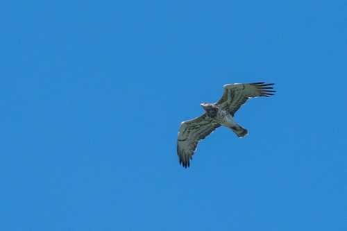 Short-toed Snake-Eagle
